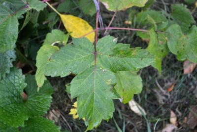 Acer negundo (Boxelder), leaf, summer