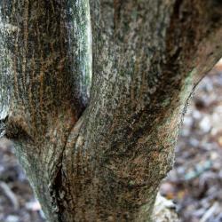 Acer pseudosieboldianum (Korean Maple), bark, mature