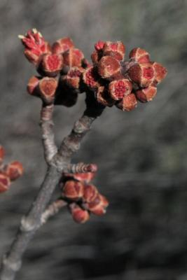 Acer rubrum (Red Maple), bud, flower