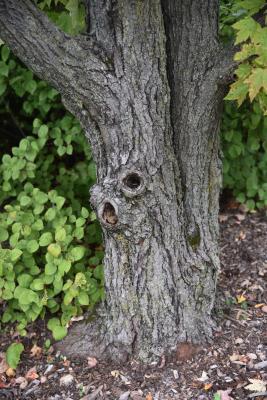 Acer rubrum (Red Maple), bark, trunk