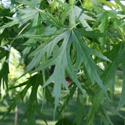 Acer saccharinum 'Skinneri' (Skinner's Cut-leaved Silver Maple), leaf, upper surface