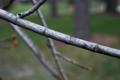 Acer saccharinum 'Skinneri' (Skinner's Cut-leaved Silver Maple), bark, branch