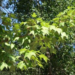 Acer rubrum (Red Maple), leaf, summer