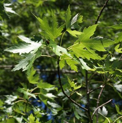 Acer saccharinum (Silver Maple), leaf, summer