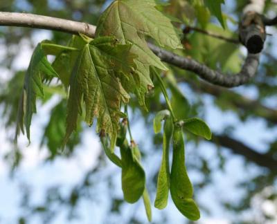 Acer saccharinum (Silver Maple), fruit, immature