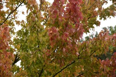 Acer rubrum (Red Maple), leaf, fall