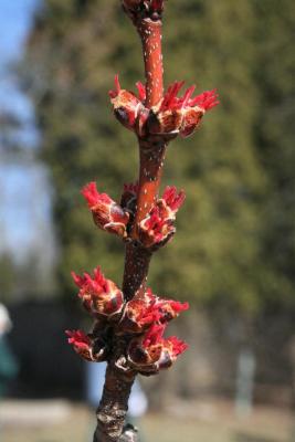 Acer saccharinum (Silver Maple), inflorescence