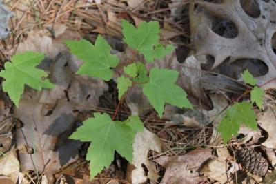 Acer rubrum (Red Maple), habit, young