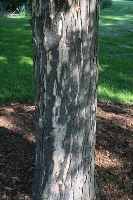 Acer saccharinum 'Skinneri' (Skinner's Cut-leaved Silver Maple), bark, mature