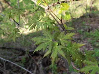 Acer saccharinum (Silver Maple), leaf, upper surface