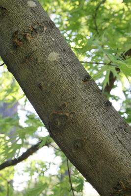 Acer saccharinum 'Skinneri' (Skinner's Cut-leaved Silver Maple), bark, branch