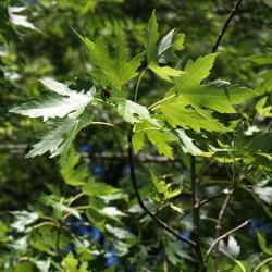 Acer saccharinum (Silver Maple), leaf, summer