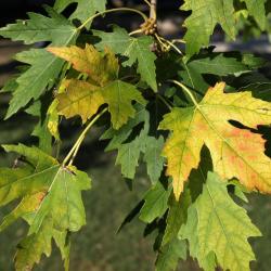 Acer saccharinum (Silver Maple), leaf, fall