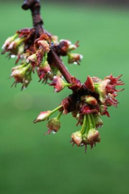 Acer saccharinum (Silver Maple), flower, pistillate