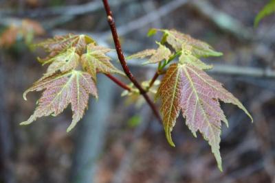 Acer rubrum (Red Maple), leaf, spring
