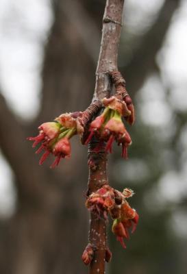 Acer saccharinum 'Skinneri' (Skinner's Cut-leaved Silver Maple), flower, pistillate