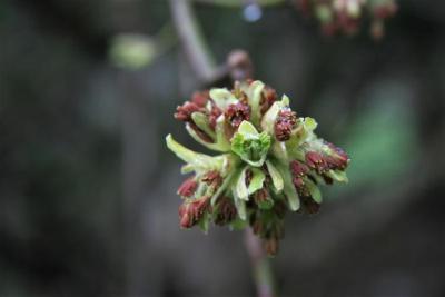 Acer saccharinum (Silver Maple), flower, staminate