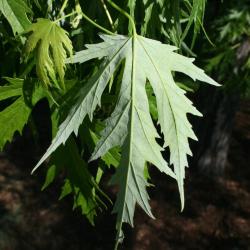Acer saccharinum 'Skinneri' (Skinner's Cut-leaved Silver Maple), leaf, lower surface