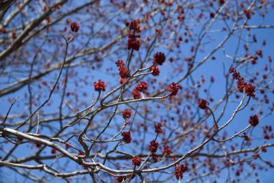 Acer rubrum (Red Maple), inflorescence