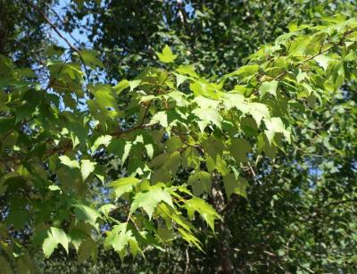 Acer rubrum (Red Maple), leaf, summer
