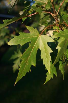Acer saccharinum (Silver Maple), leaf, upper surface