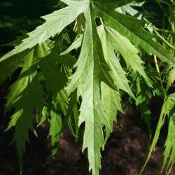 Acer saccharinum 'Skinneri' (Skinner's Cut-leaved Silver Maple), leaf, upper surface