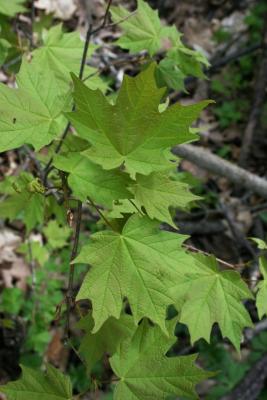 Acer saccharinum (Silver Maple), leaf, spring