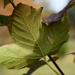 Acer sterculiaceum ssp. franchetii (Franchet's Maple), leaf, lower surface