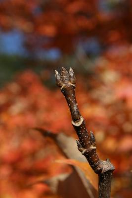 Acer saccharum (Sugar Maple), bud, terminal