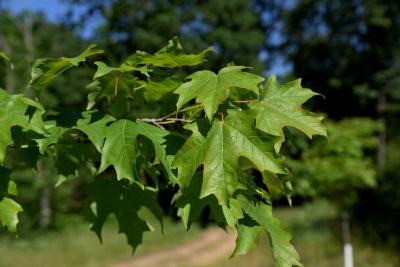 Acer saccharum (Sugar Maple), leaf, summer