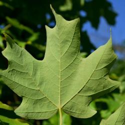 Acer saccharum (Sugar Maple), leaf, lower surface