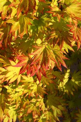 Acer shirasawanum 'Autumn Moon' (Autumn Moon Shirasawa's Maple), leaf, upper surface