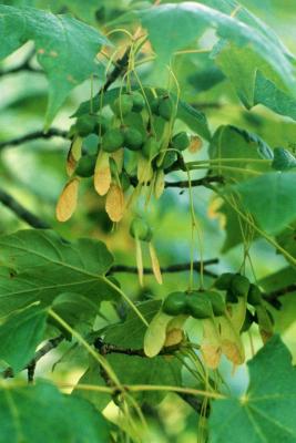 Acer saccharum (Sugar Maple), fruit, immature