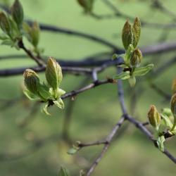 Acer tataricum (Tatarian Maple), leaf, new