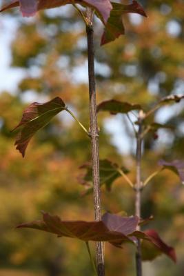 Acer sterculiaceum ssp. franchetii (Franchet's Maple), bark, twig