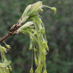Acer saccharum (Sugar Maple), inflorescence