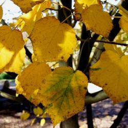 Acer tegmentosum (Manchurian Striped Maple), leaf, fall