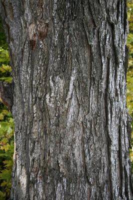 Acer saccharum (Sugar Maple), bark, mature