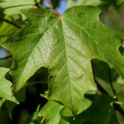 Acer saccharum (Sugar Maple), leaf, upper surface