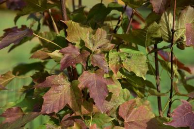 Acer sterculiaceum ssp. franchetii (Franchet's Maple), leaf, fall