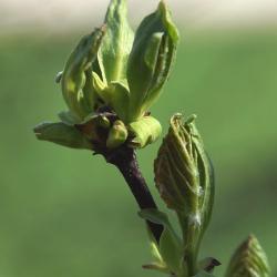 Acer tataricum (Tatarian Maple), leaf, new