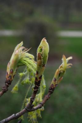 Acer saccharum (Sugar Maple), leaf, spring