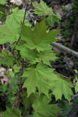 Acer saccharum (Sugar Maple), leaf, summer