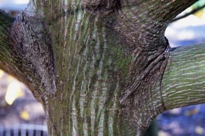Acer tegmentosum (Manchurian Striped Maple), bark, mature