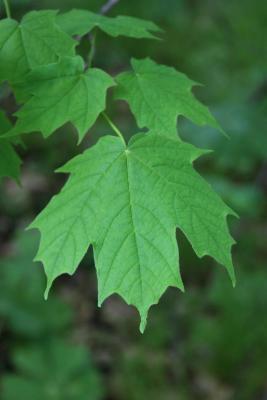 Acer saccharum (Sugar Maple), leaf, upper surface