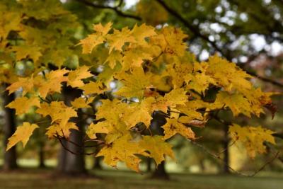 Acer saccharum (Sugar Maple), leaf, fall