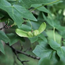 Acer miyabei 'Morton' (STATE STREET® Miyabe Maple), fruit, immature
