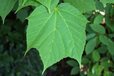 Acer 'White Tigress' (White Tigress Maple), leaf, upper surface