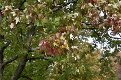 Acer x freemanii (Freeman's Maple), leaf, fall
