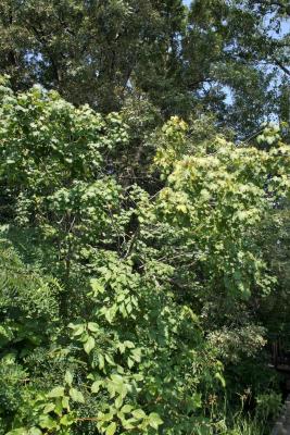 Acer glabrum (Rocky Mountain Maple), habit, summer